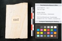 Foto (Objekt + Etikett) von Olea noti Unger (NHMW-GEO-2024-0188-8147)